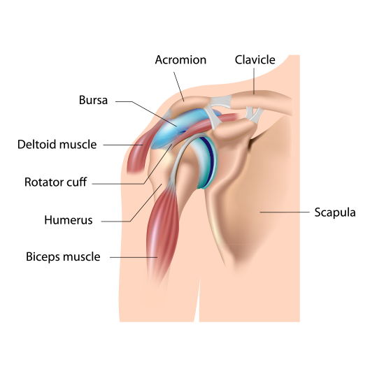 Shoulder Diagram