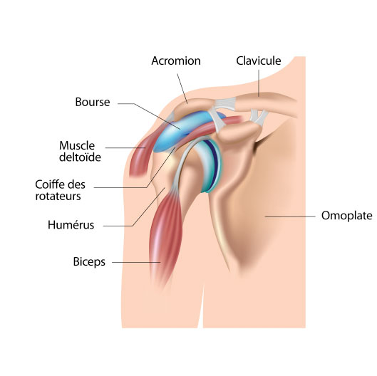 Shoulder Diagram