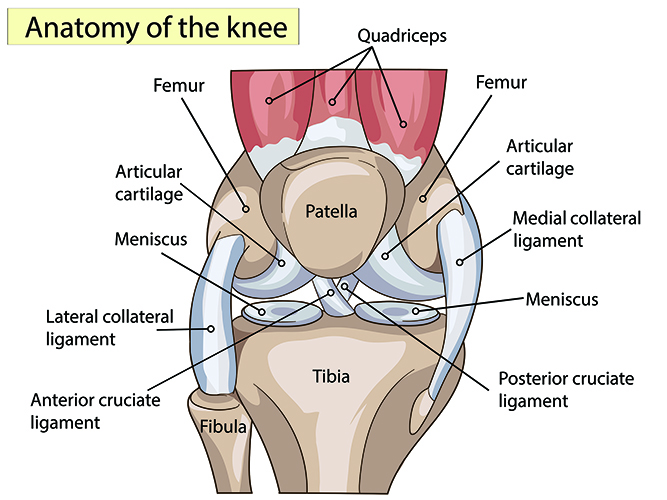 Anatomy of Knee