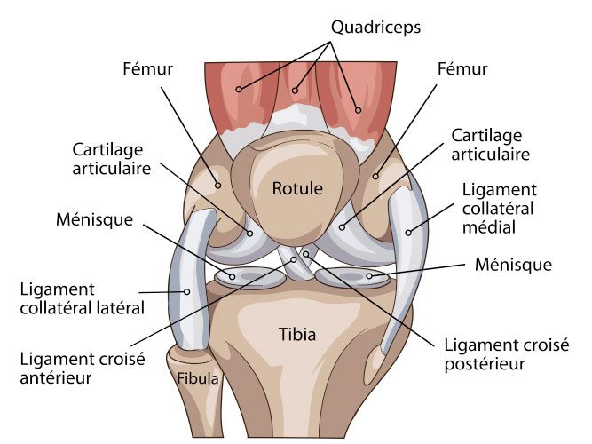 Anatomy of Knee