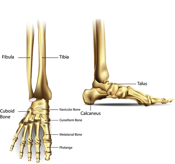 Bones and Joints of the Foot and Ankle Overview - FootEducation