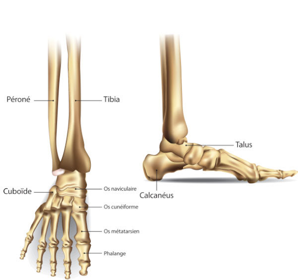 ChamplainMSKcare - Os Pied  Affections de Pied et Cheville