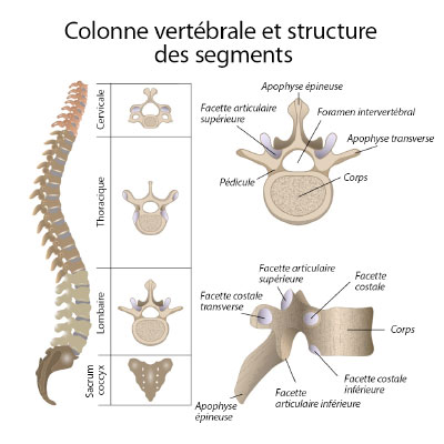 Spine and structure of segments