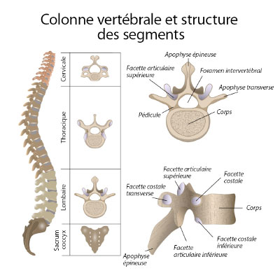 ChamplainMSKcare - Lombaire | Affections Vertebrales | Soins MSQ ...