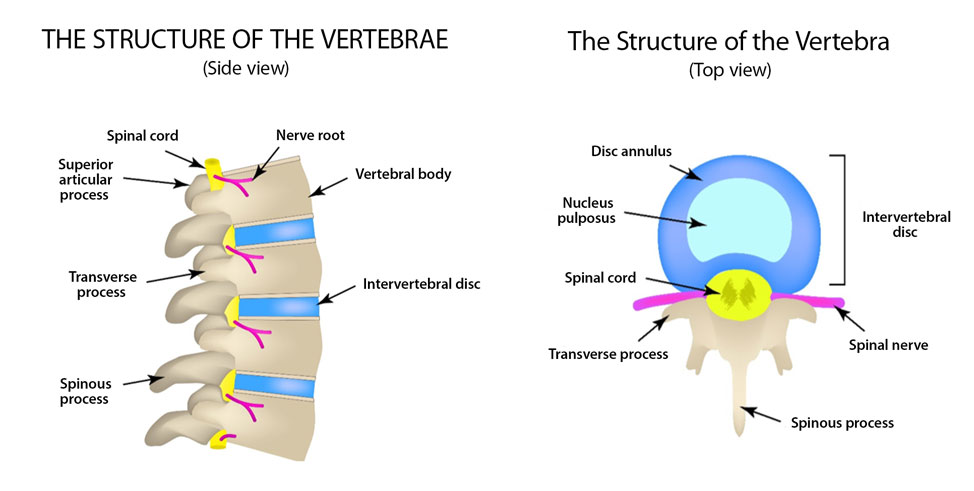 The structure of the vertebrae